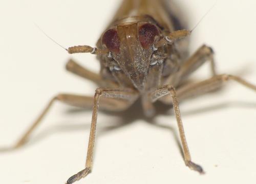 Euides speciosa
